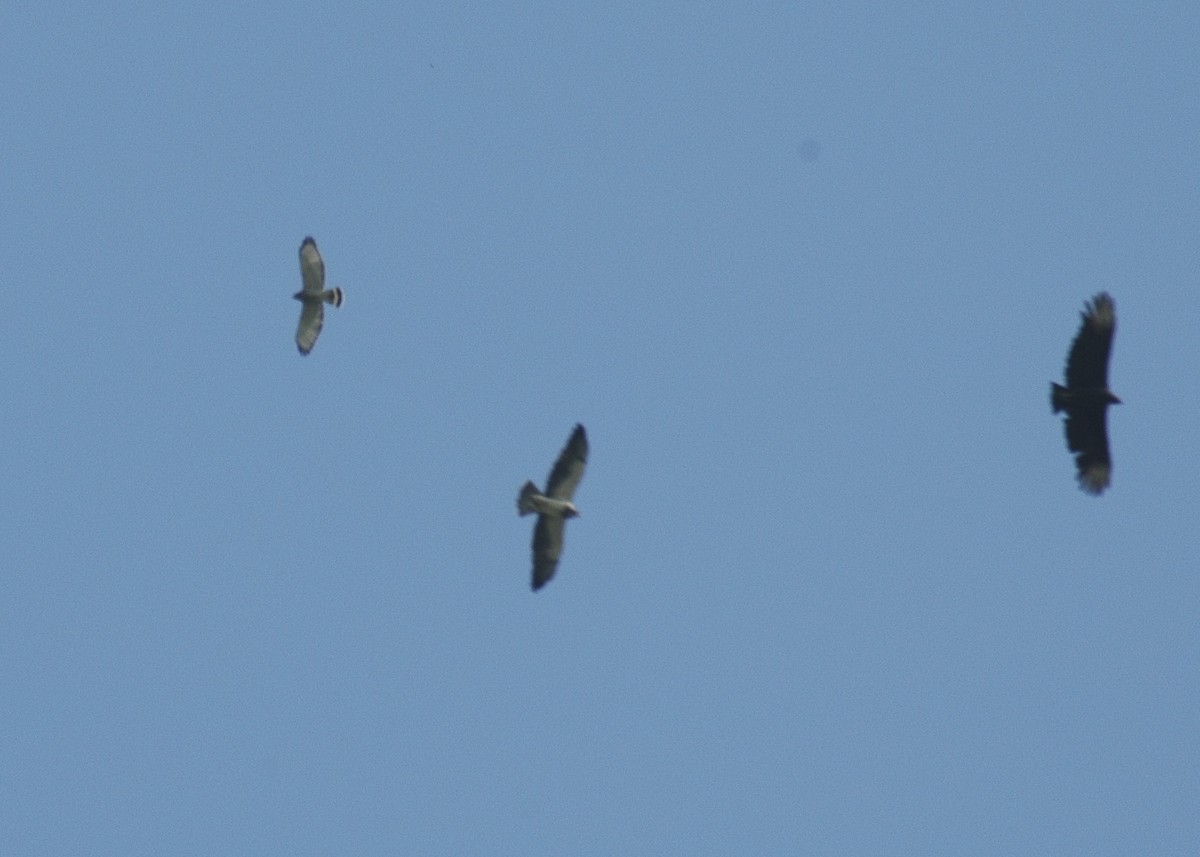Gray Hawk - ML633935877