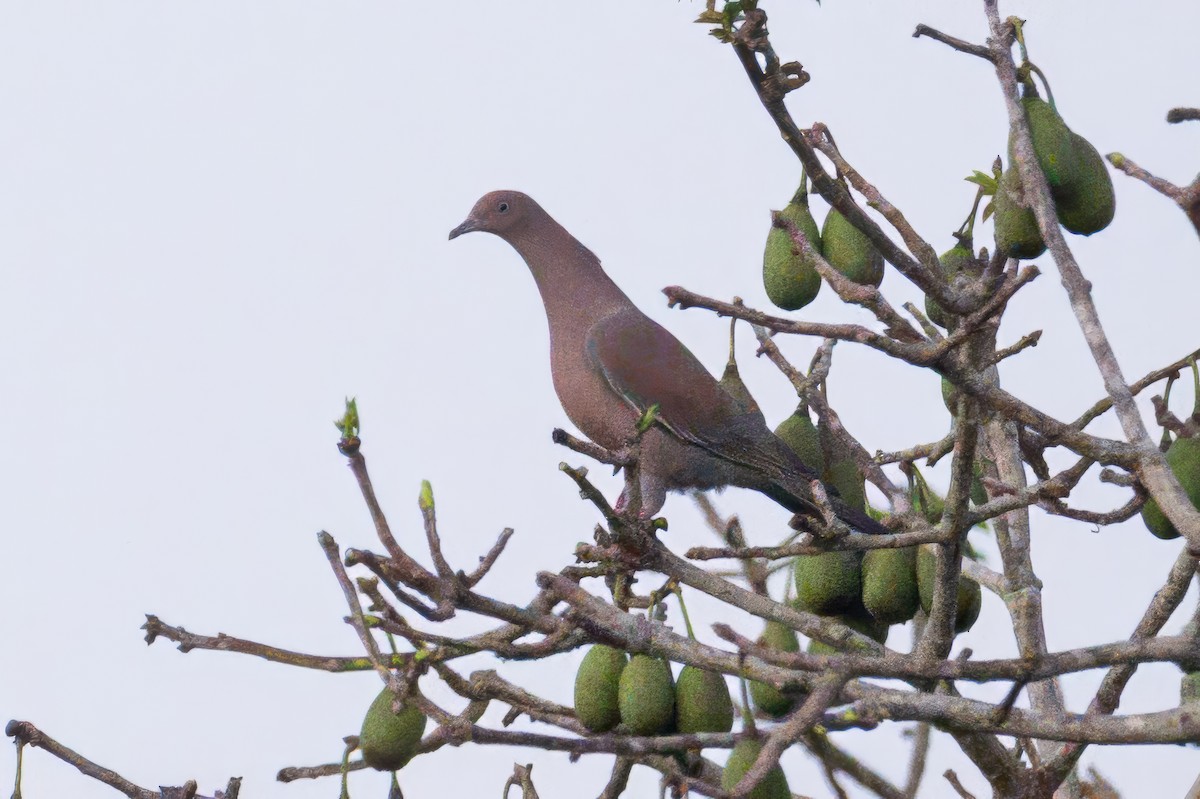 Plain Pigeon - ML633935896