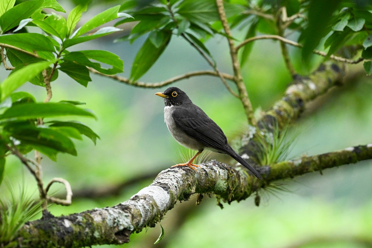 White-throated Thrush - Dan O'Brien