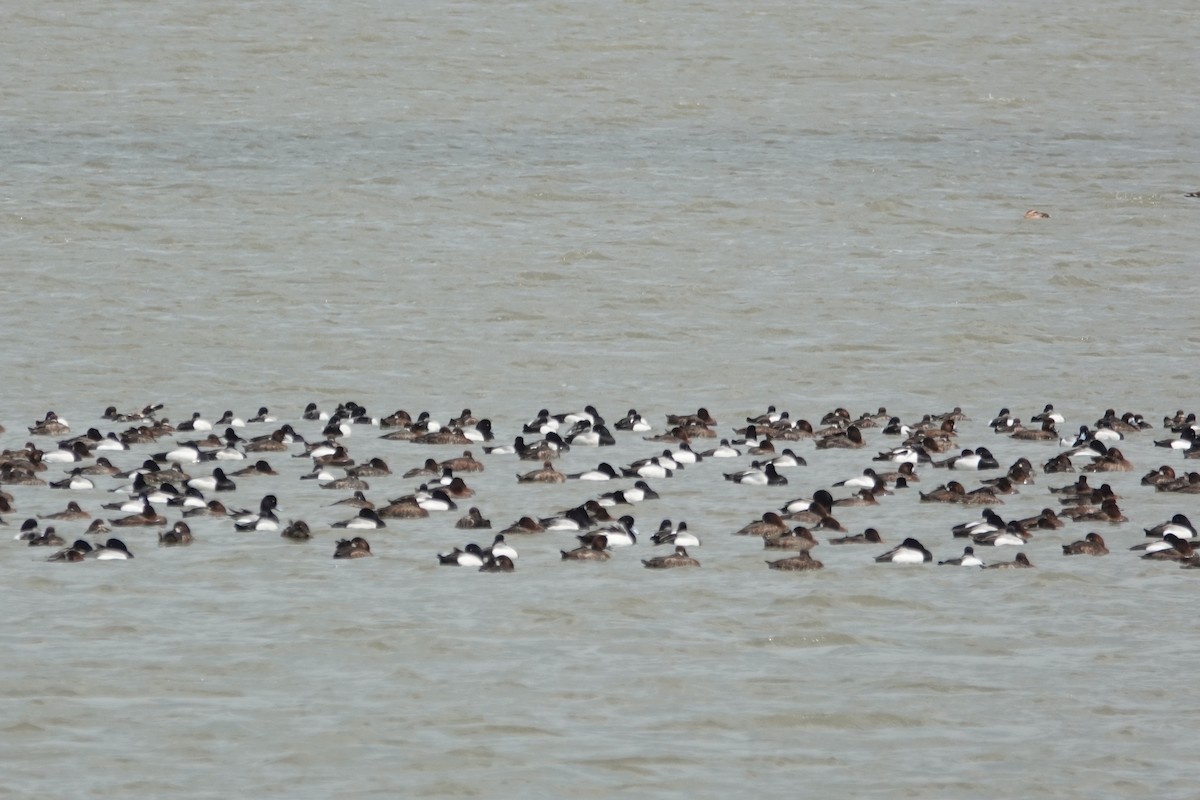 Greater Scaup - ML633936042
