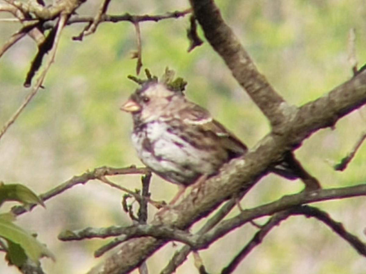 Harris's Sparrow - ML633936049