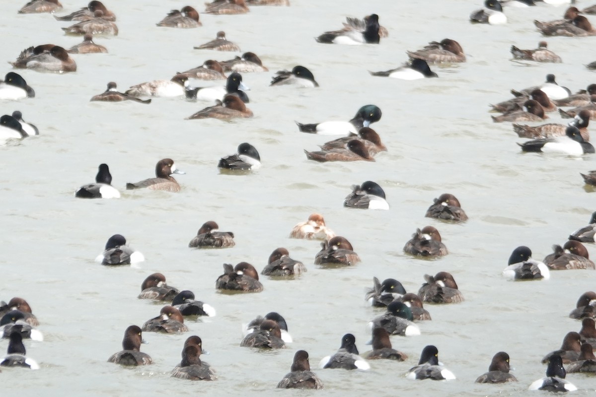 Greater Scaup - ML633936142
