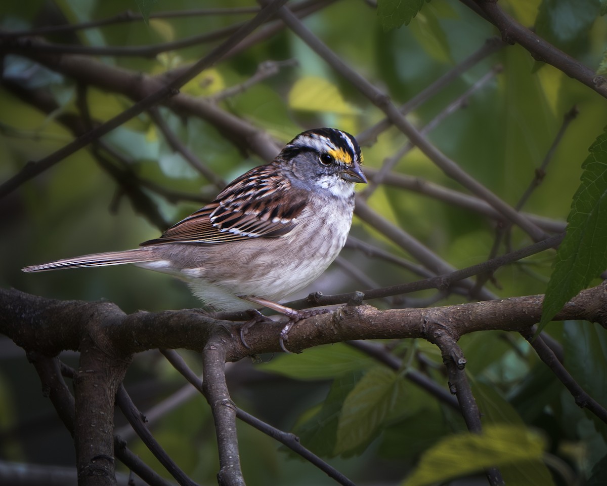 White-throated Sparrow - ML633936238