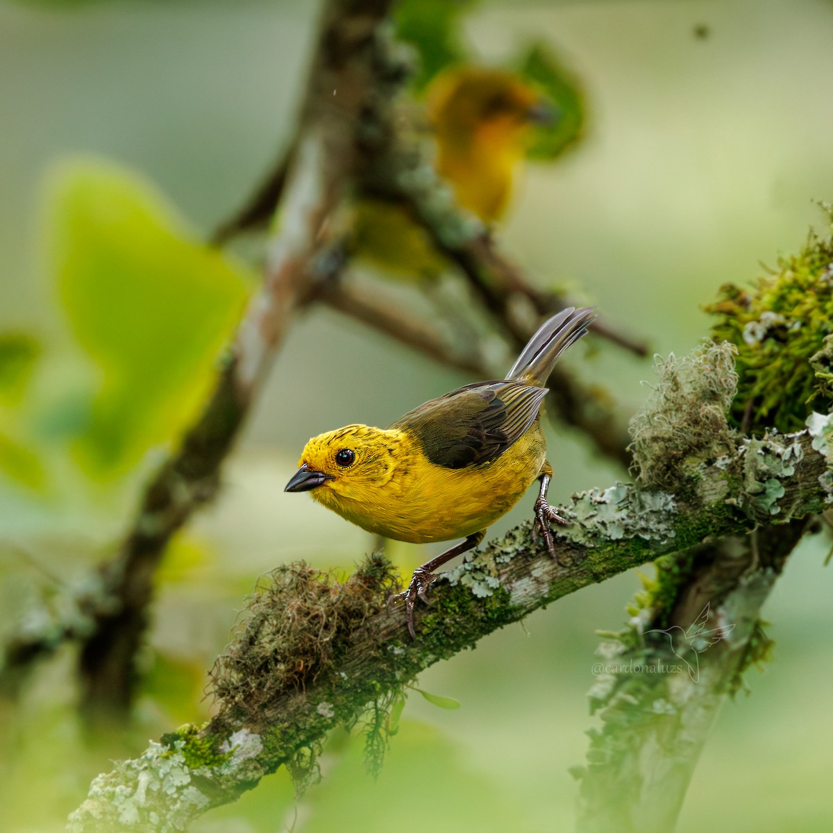 Yellow-headed Brushfinch - ML633936254