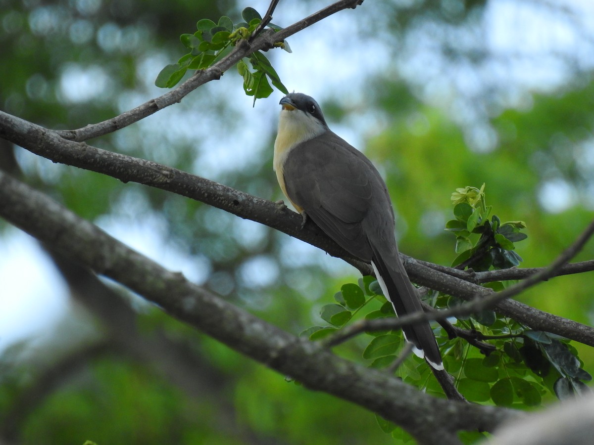 Mangrove Cuckoo - ML633936307