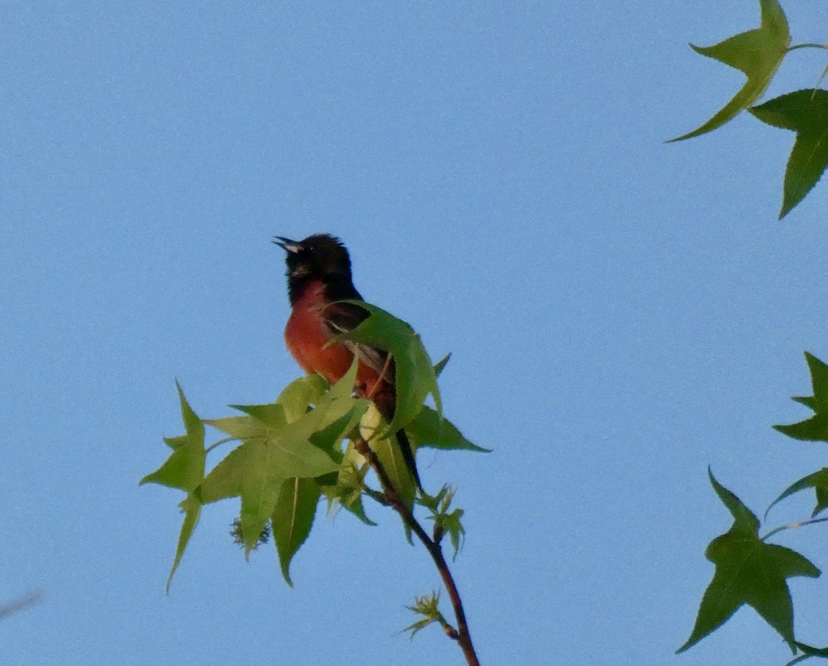 Orchard Oriole - ML633936360