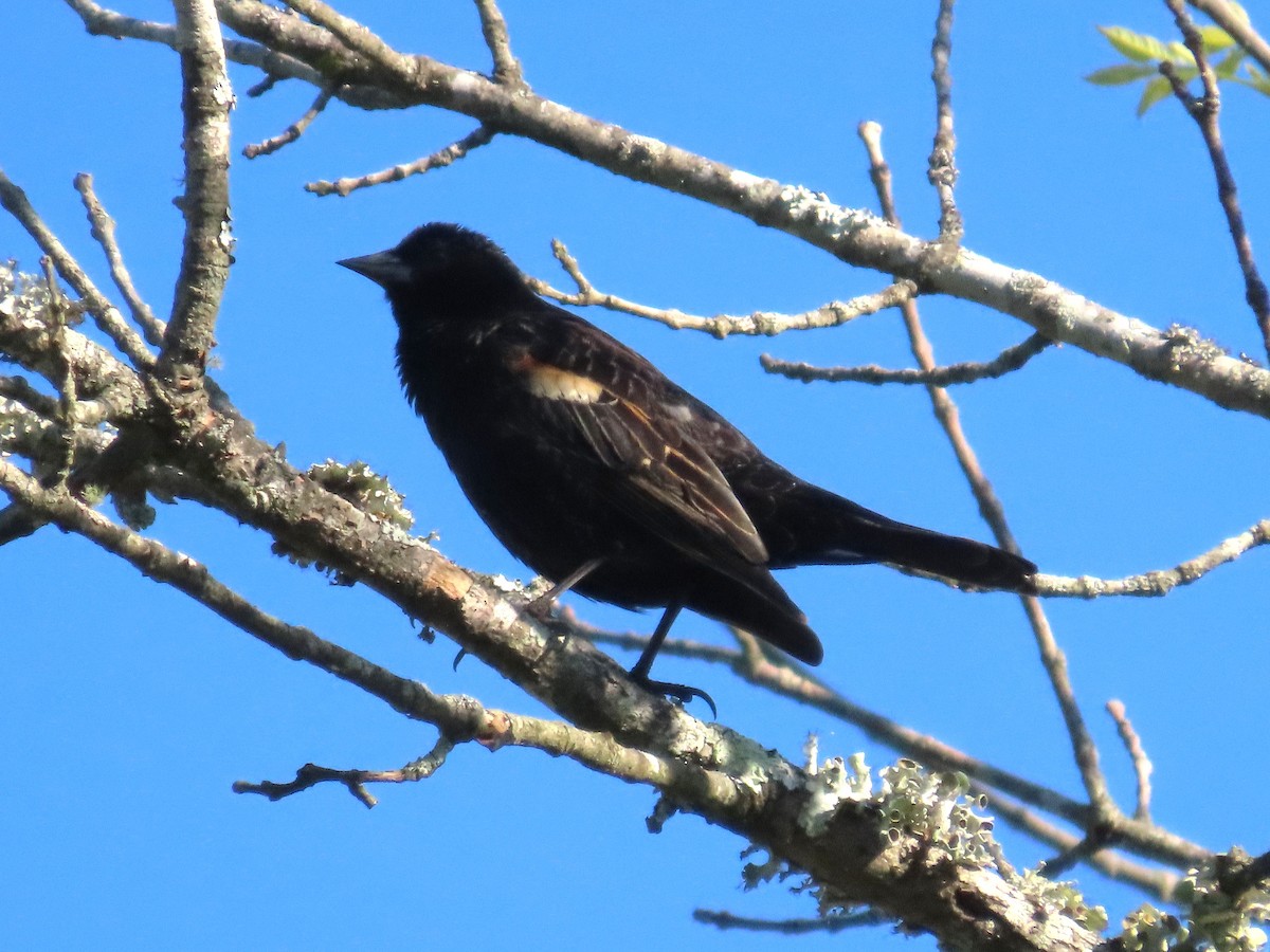 Red-winged Blackbird - ML633936437