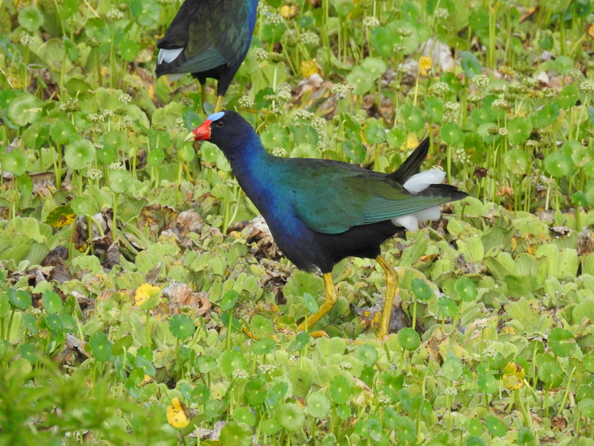 Purple Gallinule - ML633936460