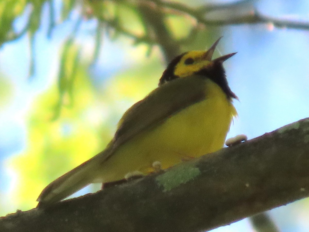 Hooded Warbler - ML633936488