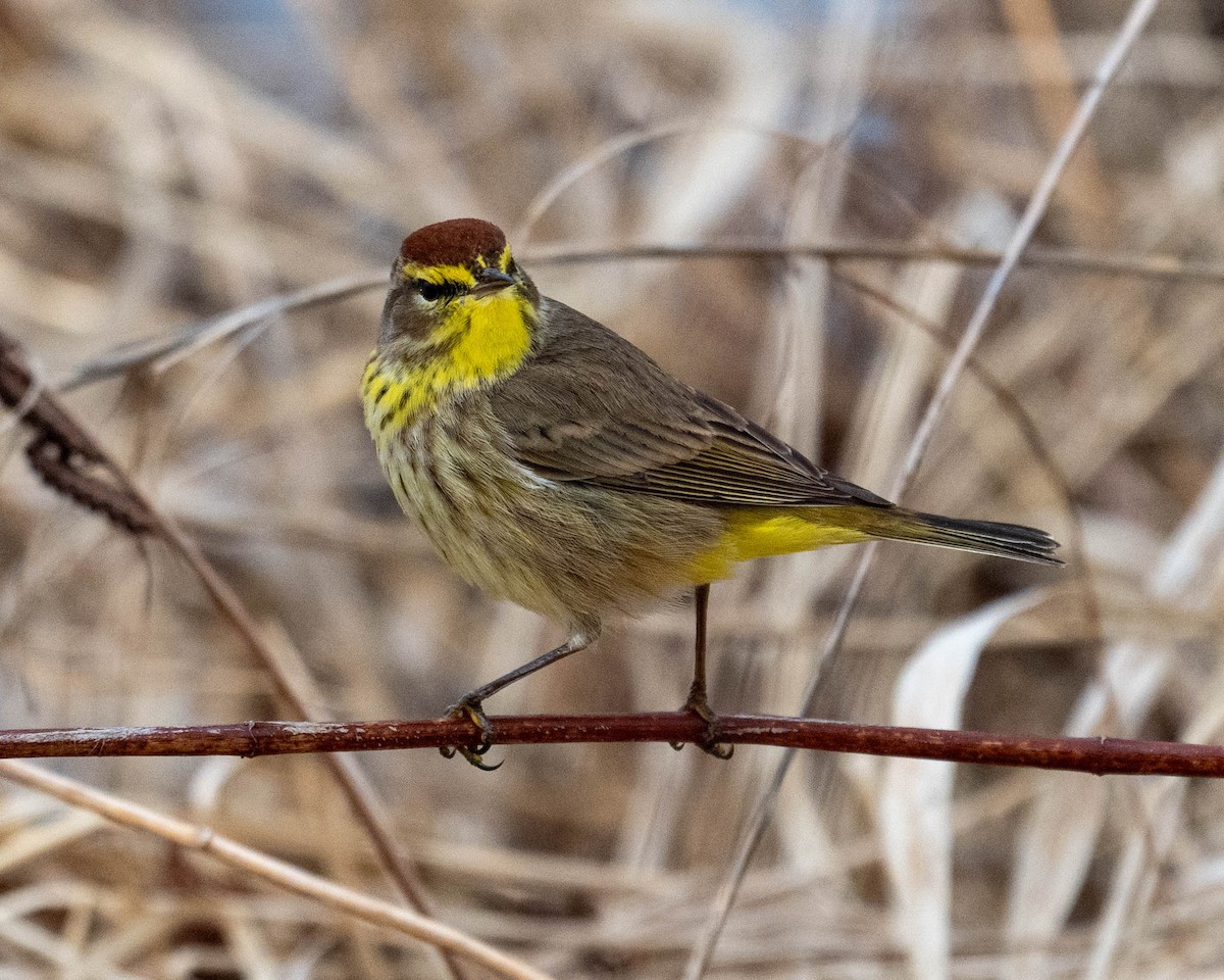 Palm Warbler - ML633936581