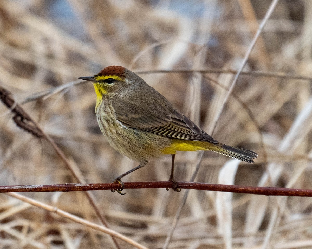 Palm Warbler - ML633936582