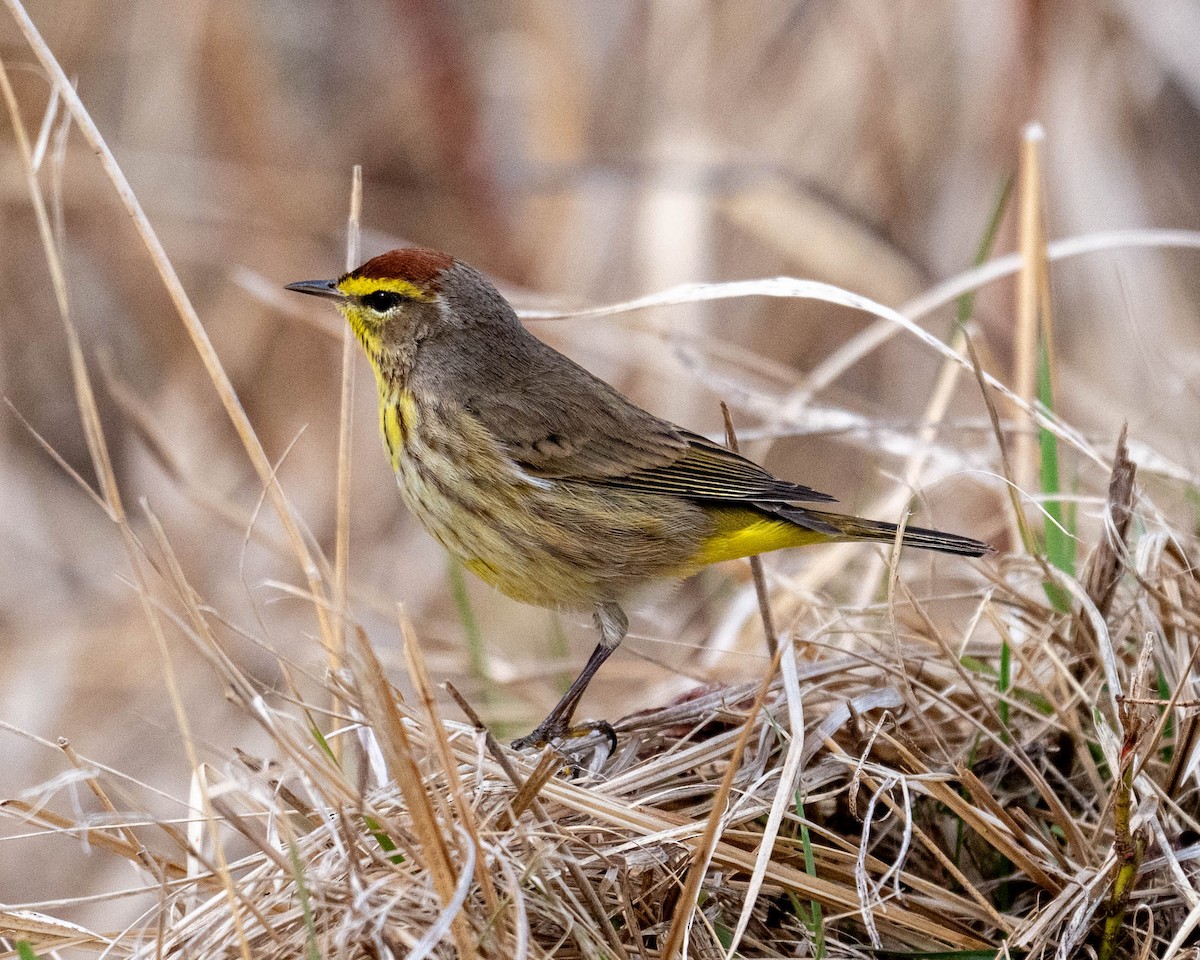 Palm Warbler - ML633936583