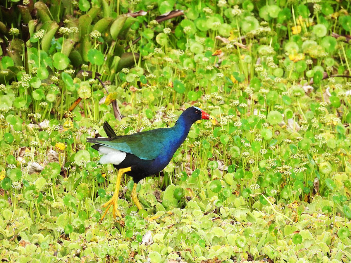 Purple Gallinule - ML633936677