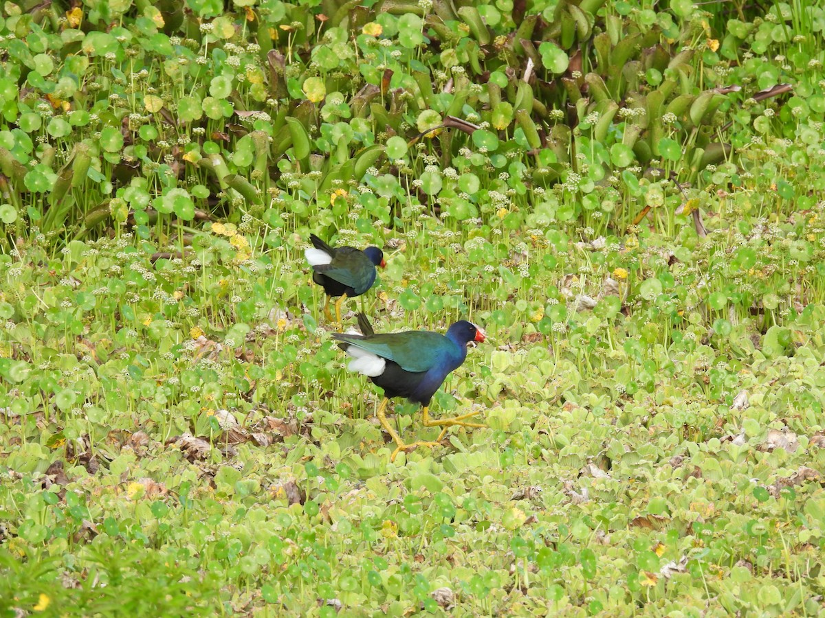 Purple Gallinule - ML633936686