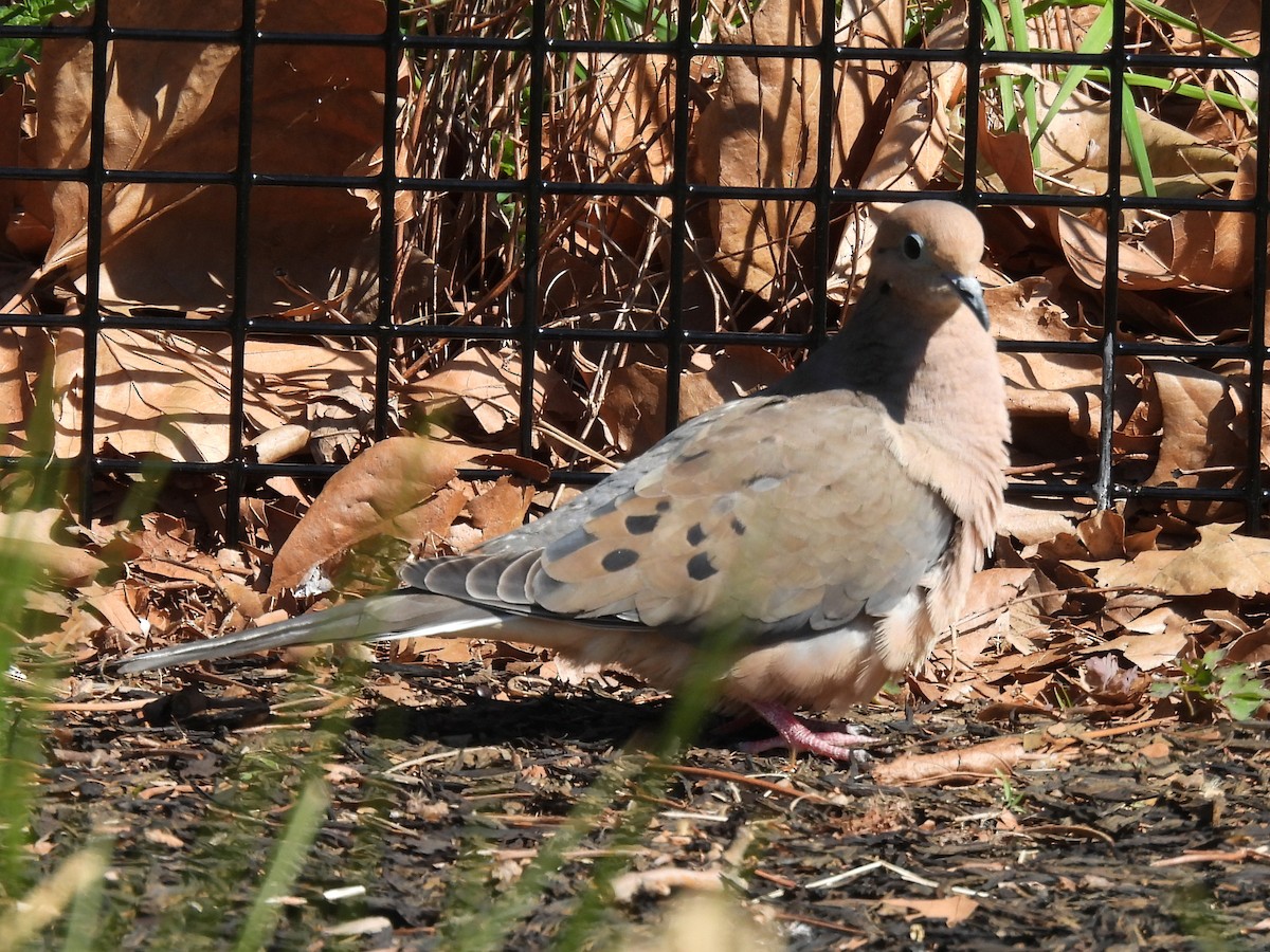 Mourning Dove - ML633936704