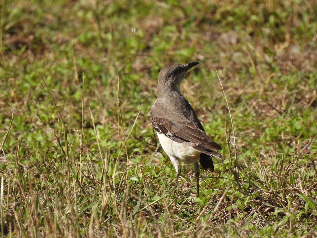 Northern Mockingbird - ML633936709