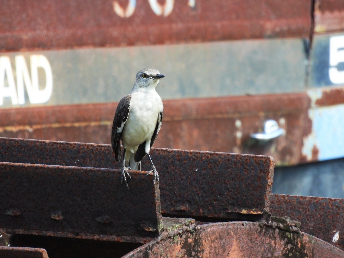 Northern Mockingbird - ML633936712