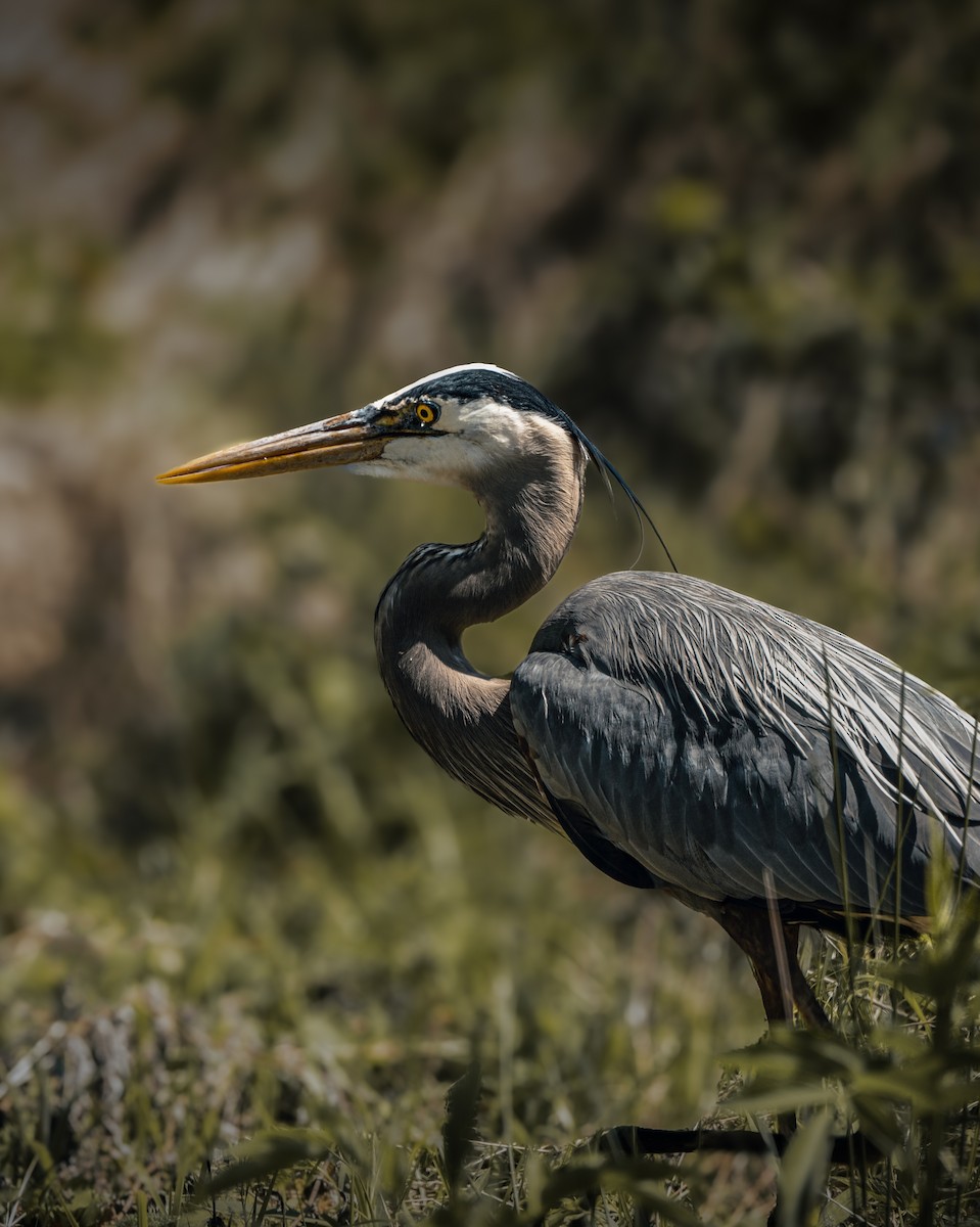 Great Blue Heron - ML633936741
