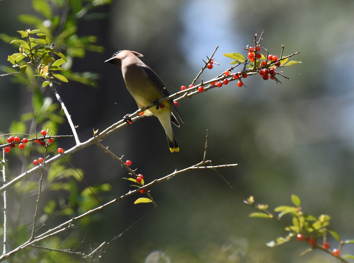 Cedar Waxwing - ML633936767