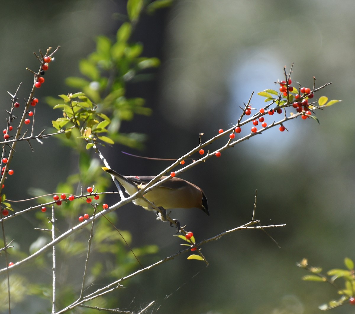 Cedar Waxwing - ML633936768