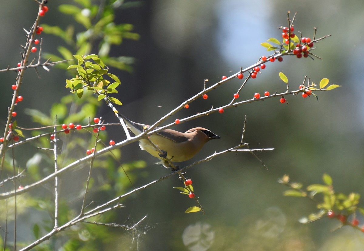 Cedar Waxwing - ML633936769