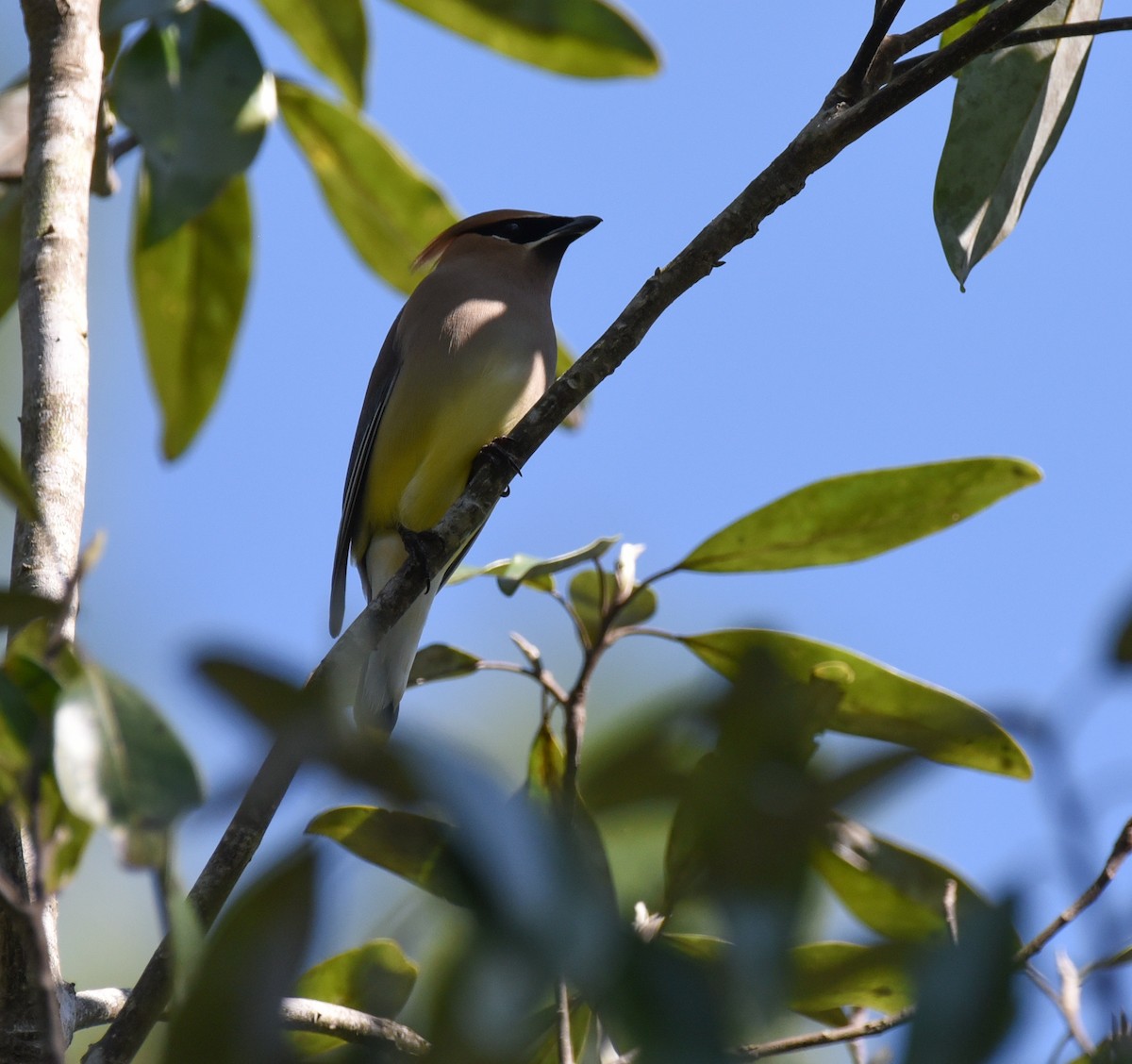 Cedar Waxwing - ML633936770