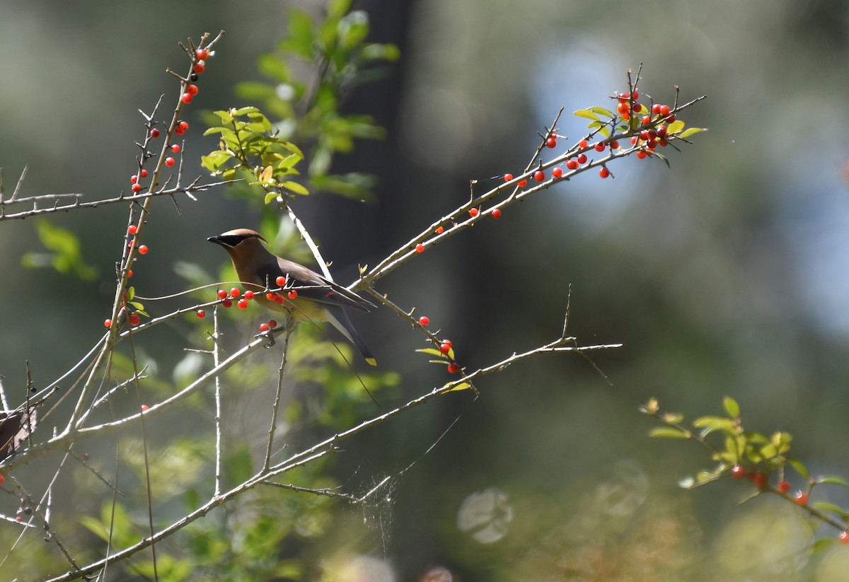 Cedar Waxwing - ML633936771