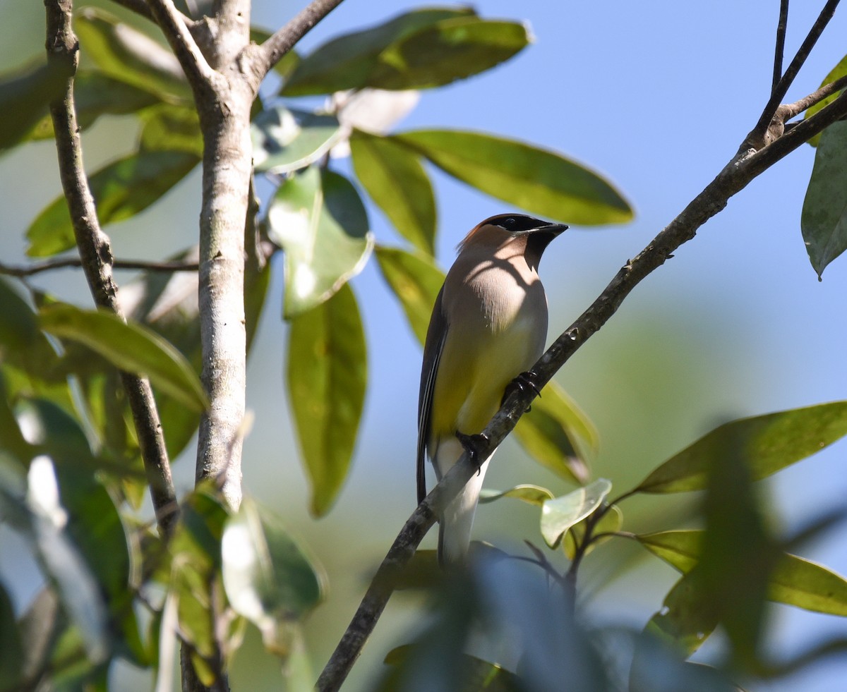 Cedar Waxwing - ML633936772