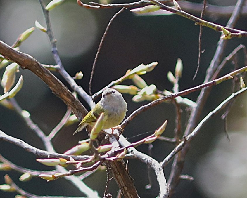 Ashy-throated Warbler - ML633936804