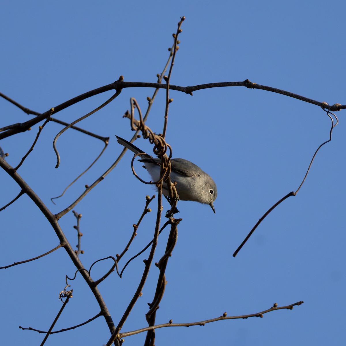 Blue-gray Gnatcatcher - ML633936815
