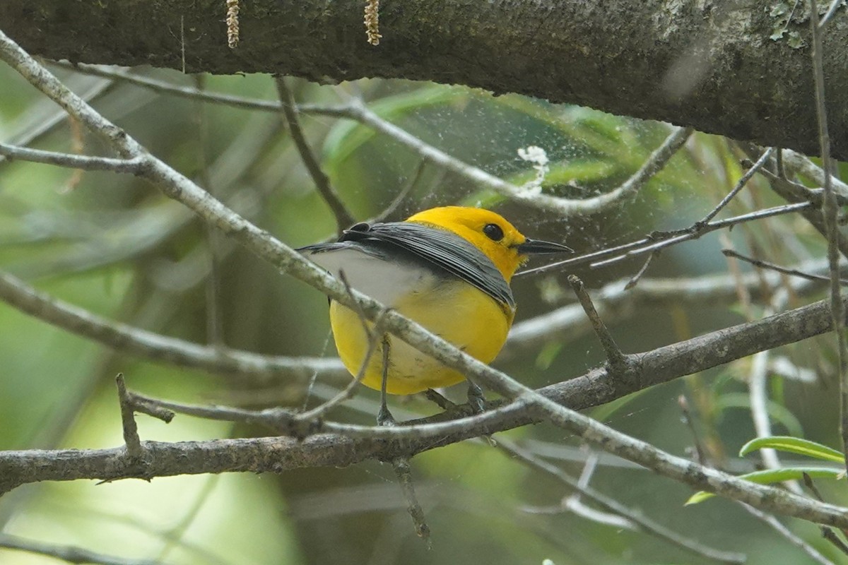 Prothonotary Warbler - ML633936863