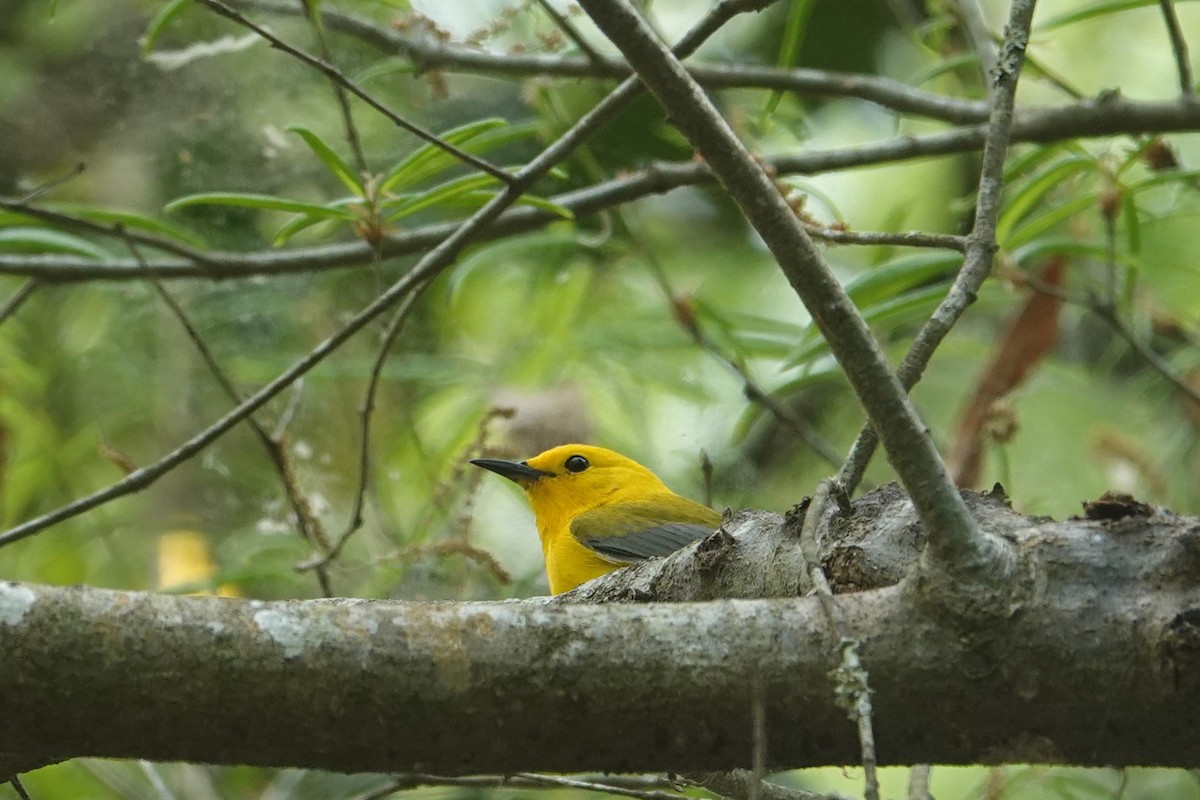 Prothonotary Warbler - ML633936870