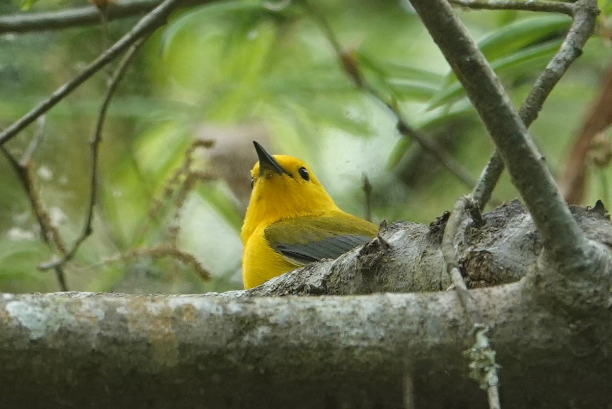 Prothonotary Warbler - ML633936871