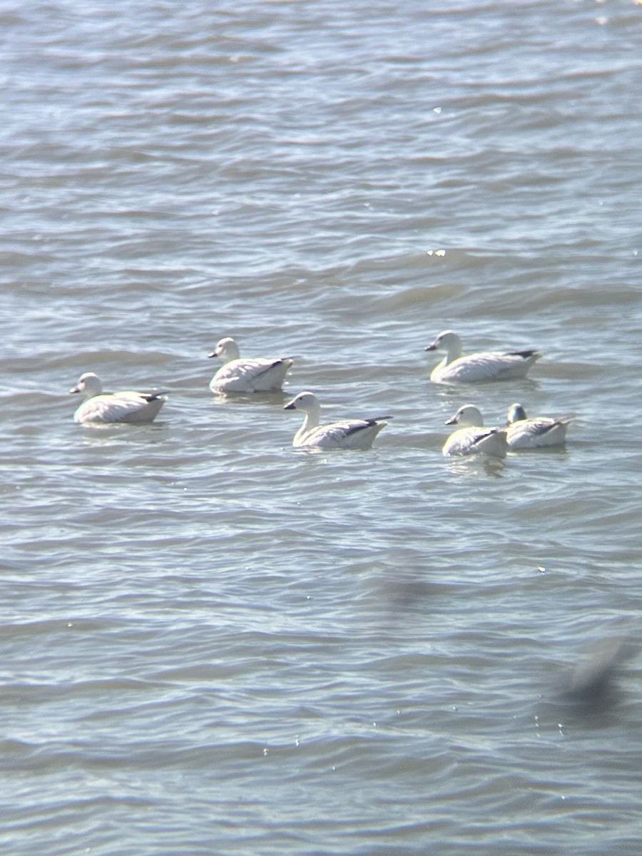Snow x Ross's Goose (hybrid) - ML633937033