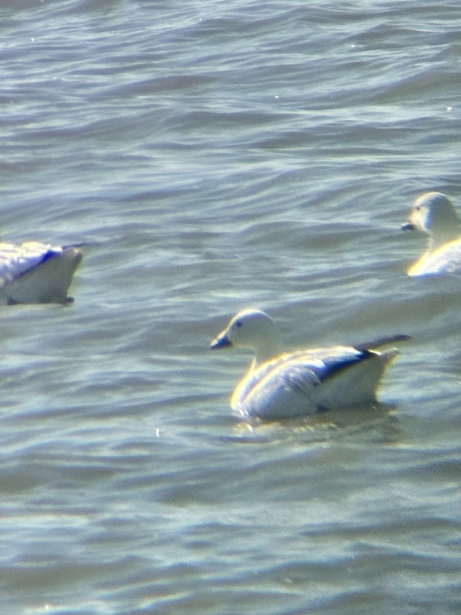 Snow x Ross's Goose (hybrid) - ML633937035