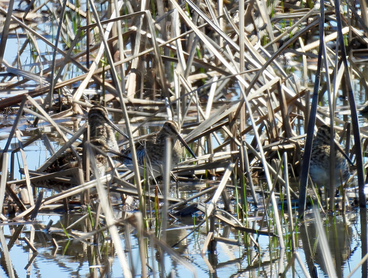 Wilson's Snipe - ML633937209