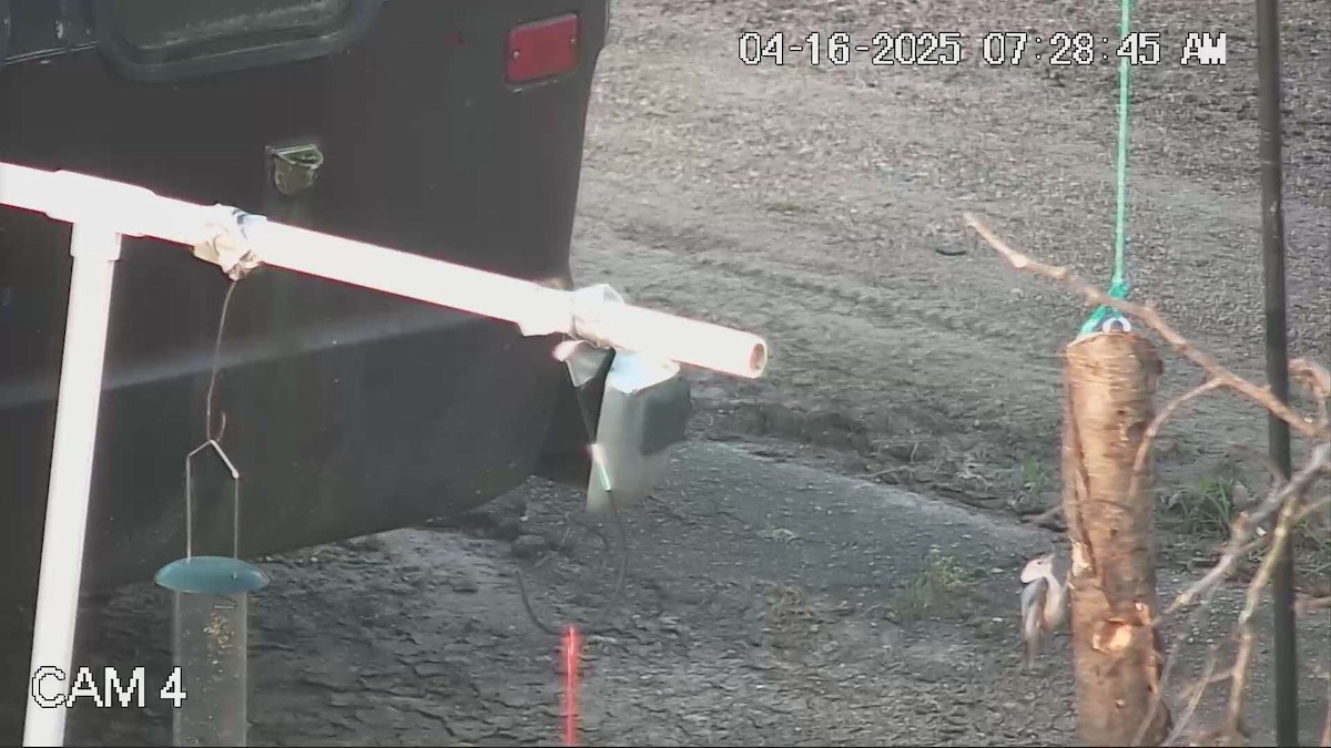 Weißbrustkleiber - ML633937509