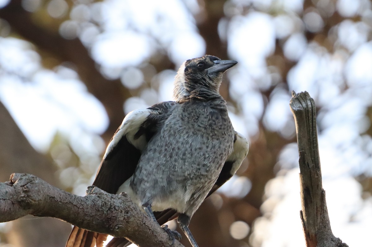 Australian Magpie - ML633937784