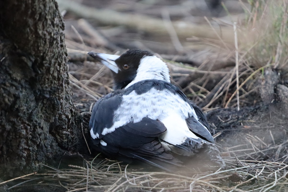 Australian Magpie - ML633937785