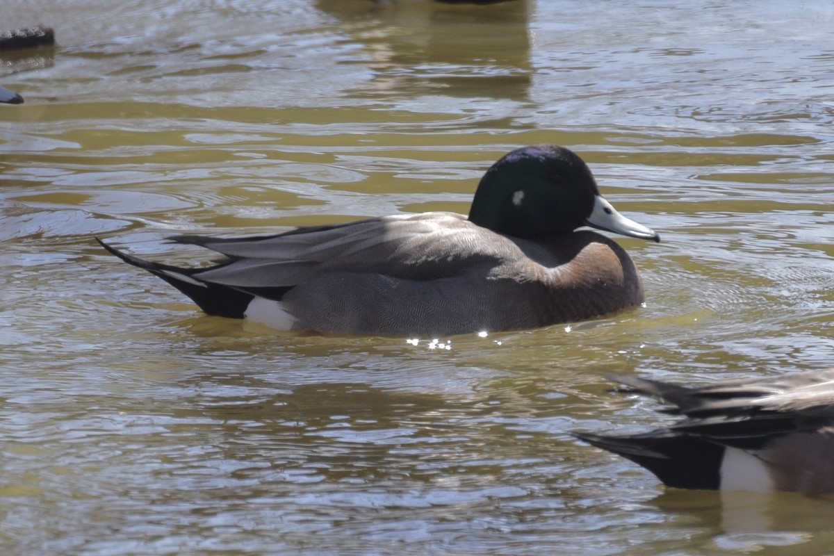 Hybride Canard d'Amérique x C. colvert - ML633937803