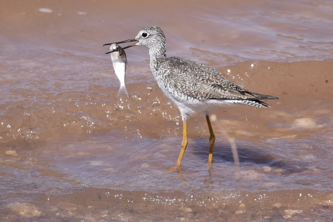 Greater Yellowlegs - ML633937832