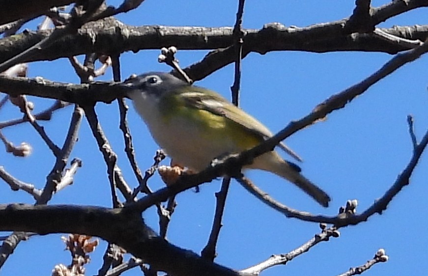 Blue-headed Vireo - ML633937847
