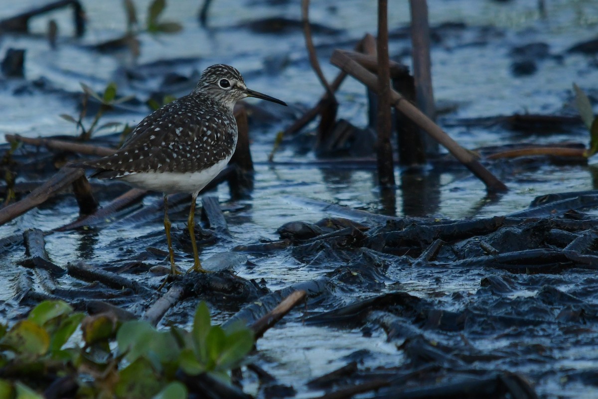 Solitary Sandpiper - ML633937859