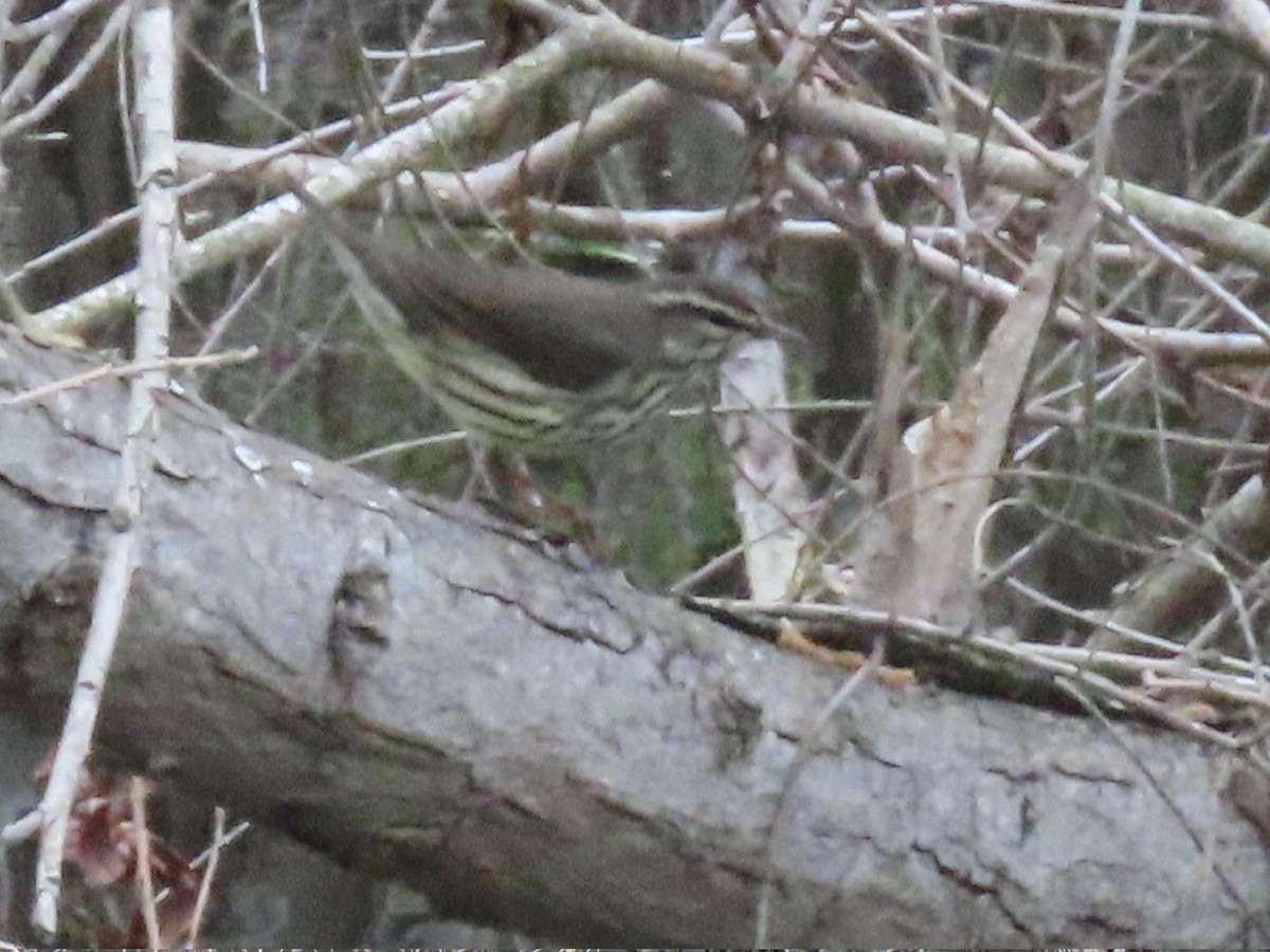 Northern Waterthrush - Edana Salisbury