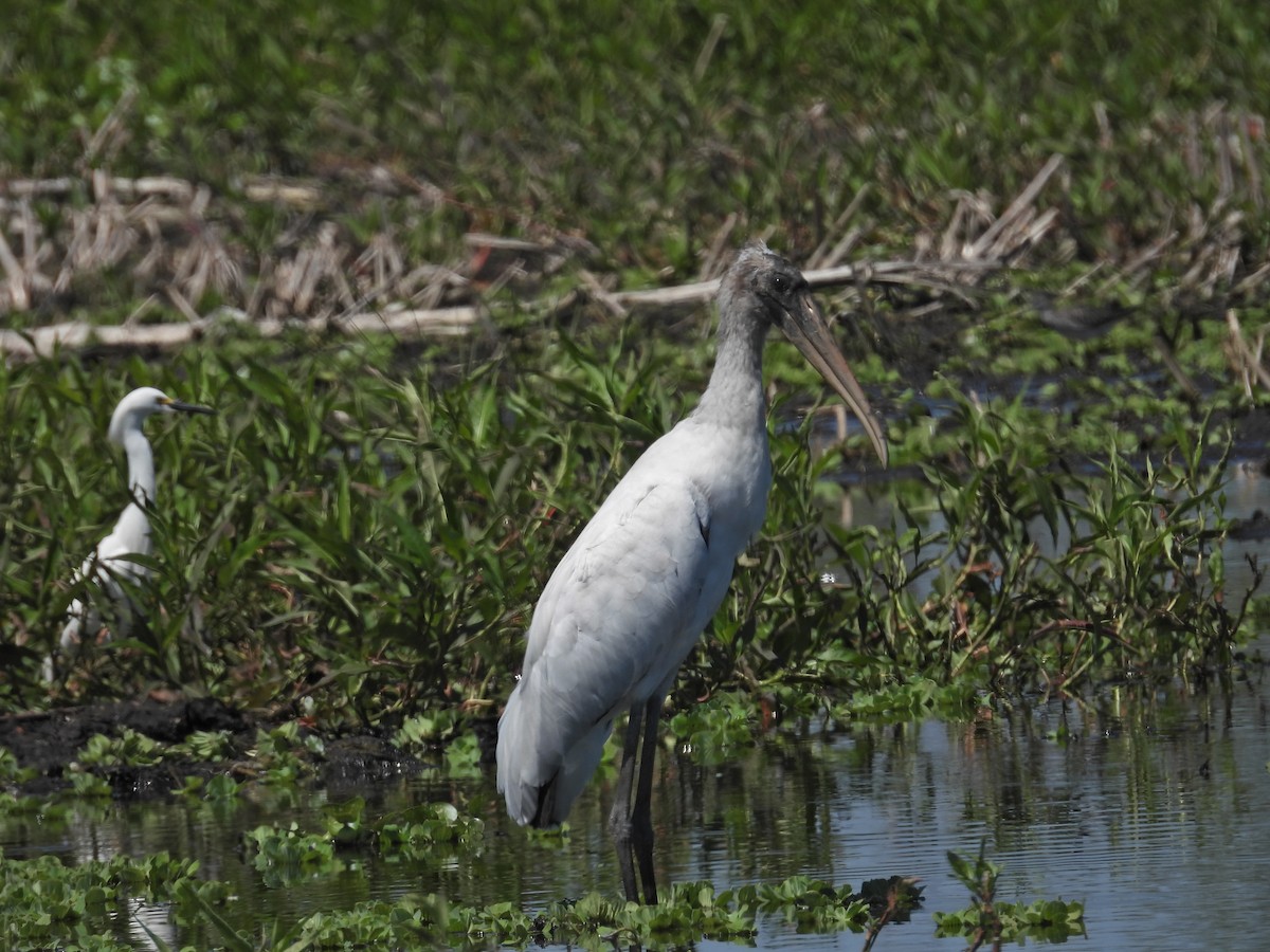 Wood Stork - ML633937960