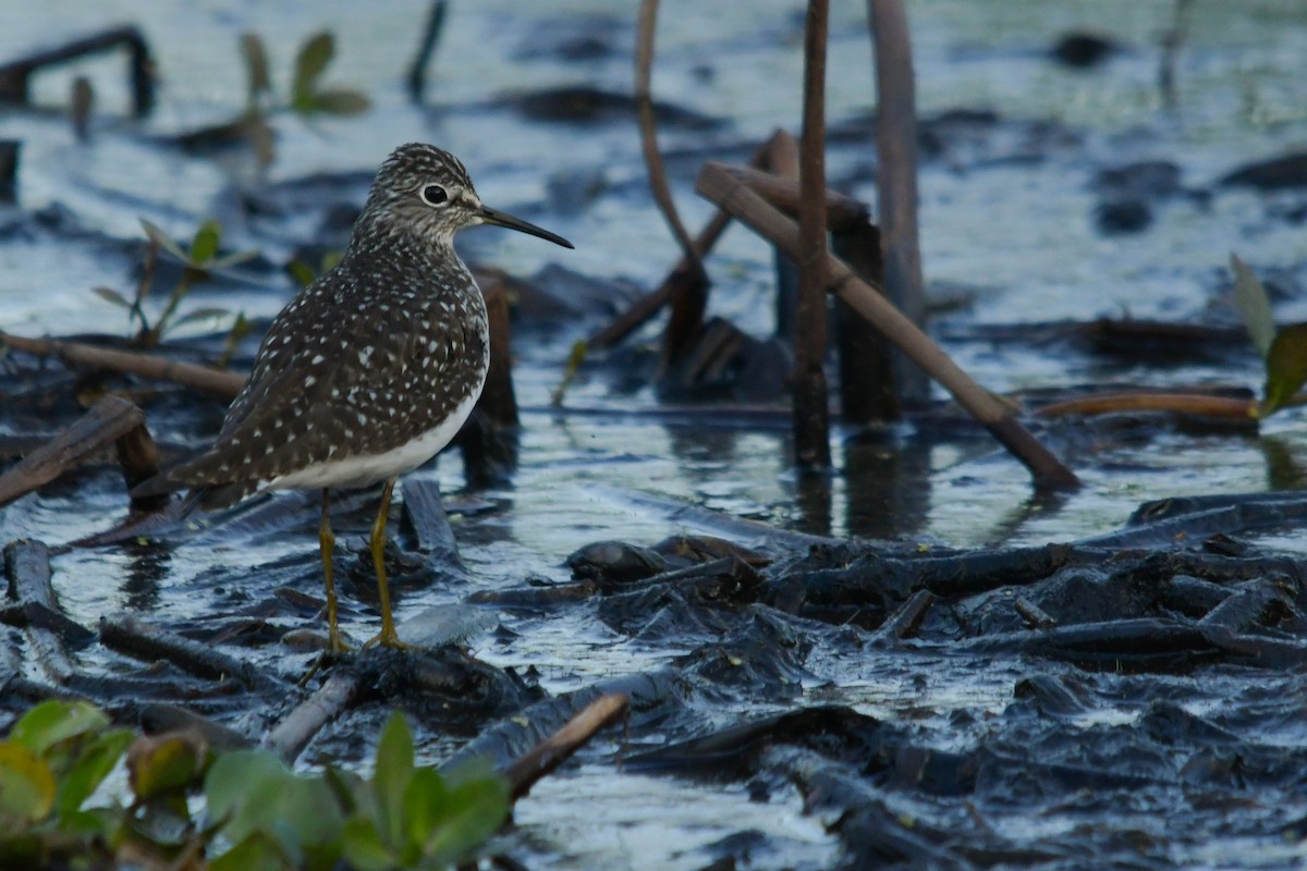 Solitary Sandpiper - ML633938236