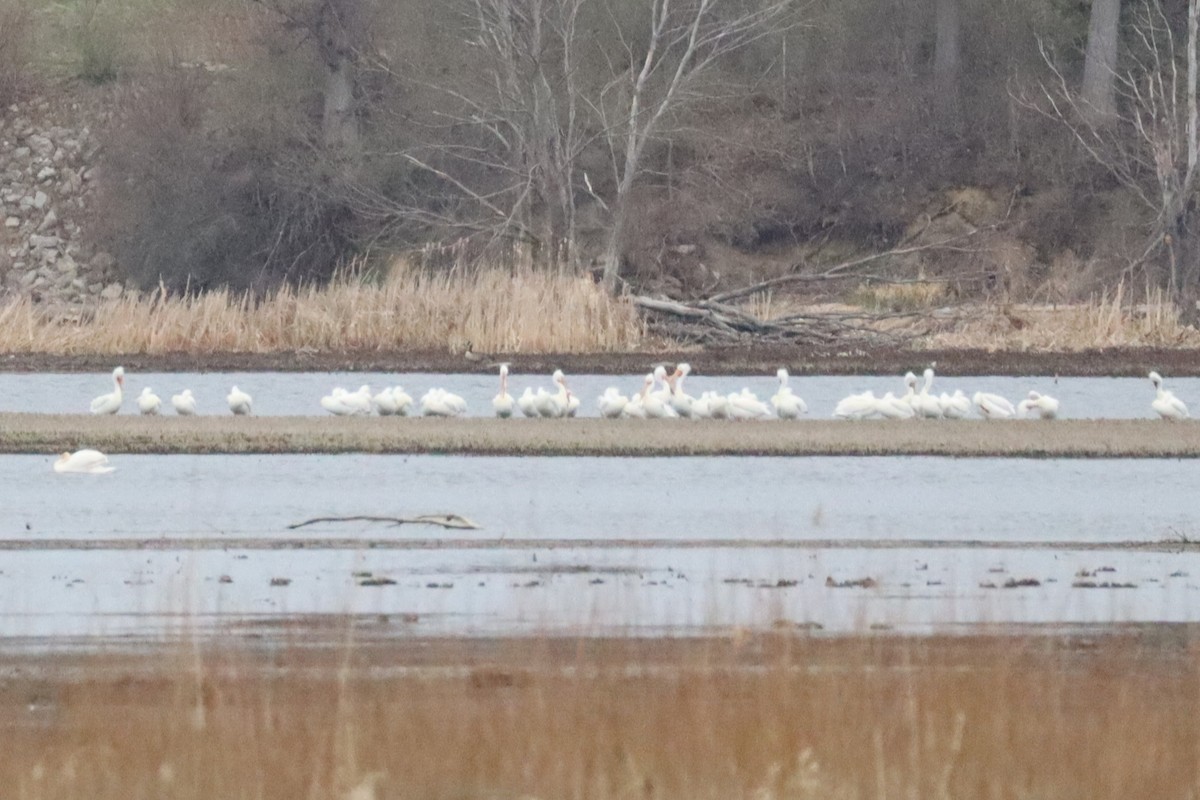 American White Pelican - ML633938401