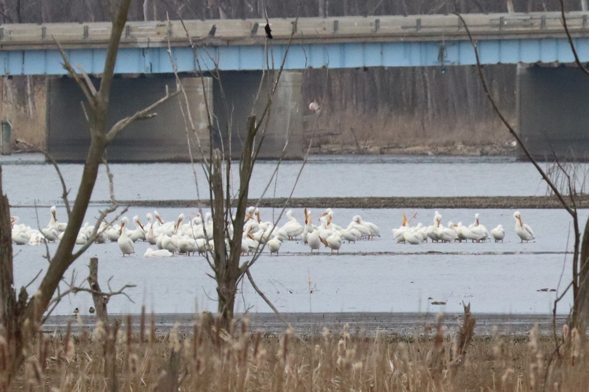 American White Pelican - ML633938404