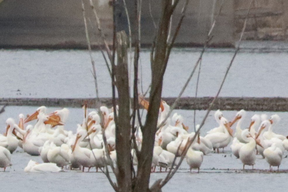 American White Pelican - ML633938405