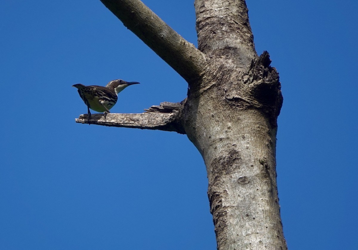Rabdornis Común - ML633938516